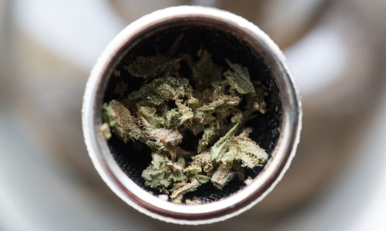 Yüksek THC Kenevir